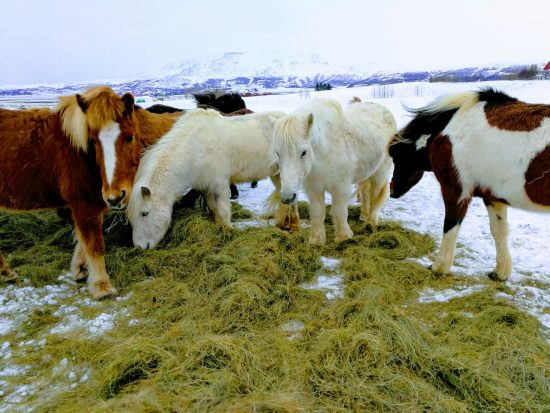 Groupe de poneys islandais mangeant du foin au milieu d'une plaine enneigée.