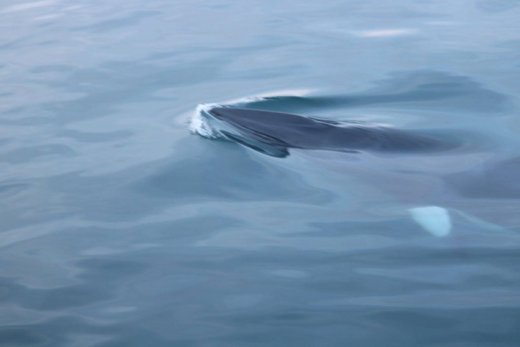 Photo d'un rorqual faisant surface prise depuis un bateau lors d'un séminaire en Islande avec Snow Group