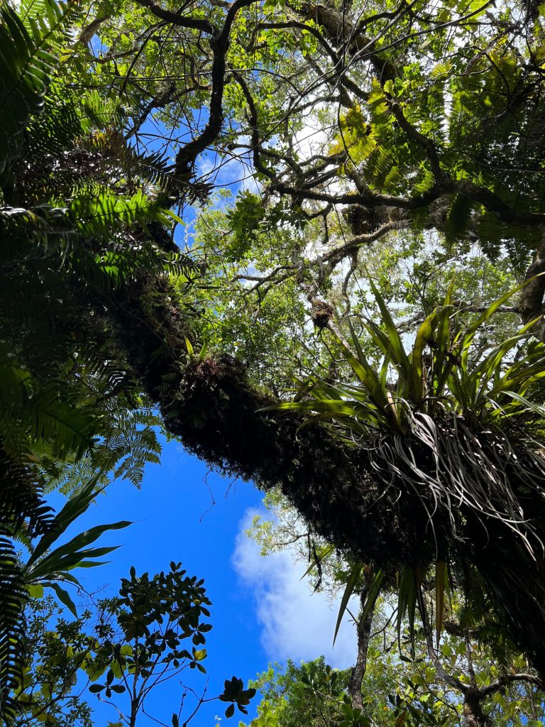 Voyage incentive à la Réunion. Vue plongeante vers le haut. Ciel bleu et végétation abondante.